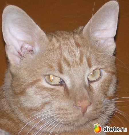 ��� ����