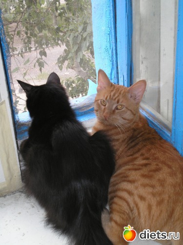 7 ����: ��� ����