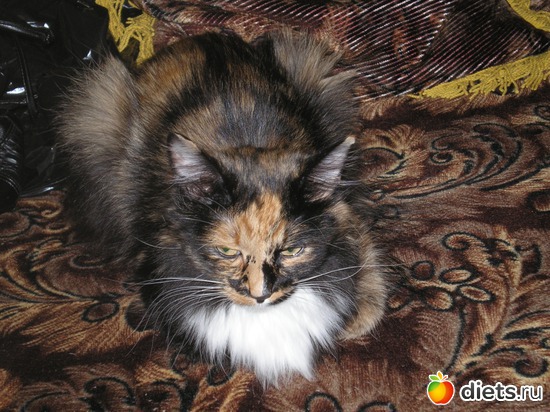 ������ ����, ������: ��� ����