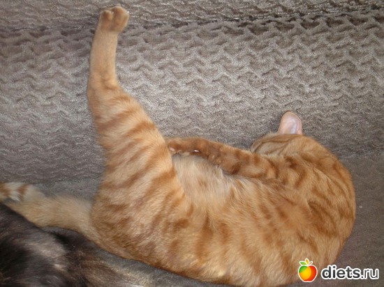 11 ����: ��� ����