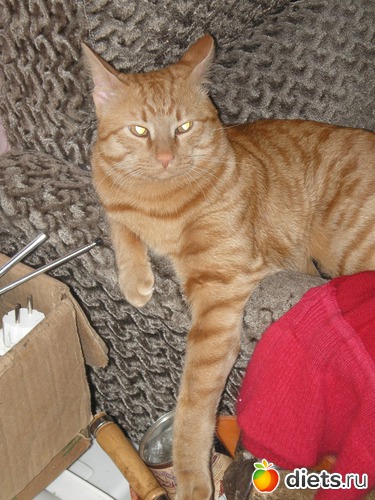 12 ����: ��� ����