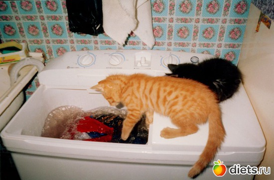 16 ����: ��� ����