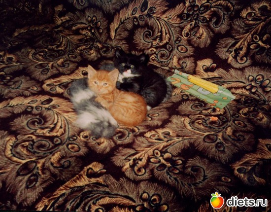 17 ����: ��� ����