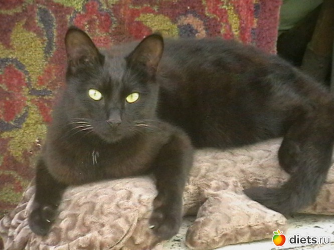 21 ����: ��� ����