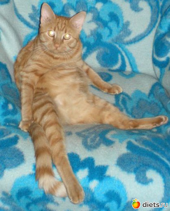 �����, ������: ��� ����