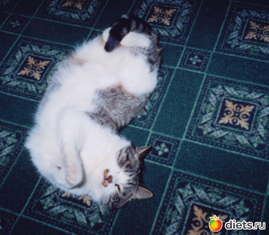 ������, ������: ��� ����