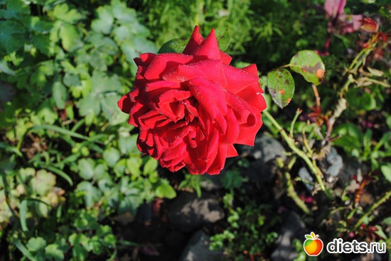 Улучшатель настроения, альбом: Утренняя роса