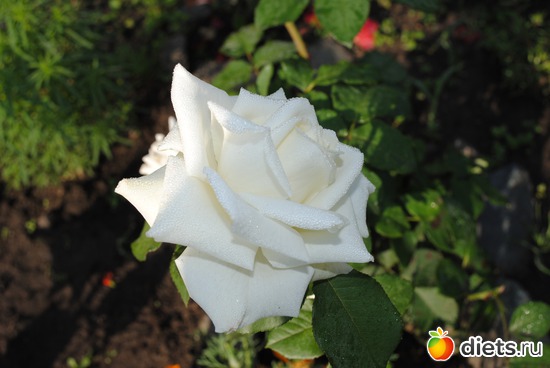 Герда, альбом: Утренняя роса