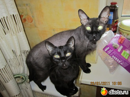 1 ����: ���� �������