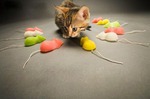 Вернулась, блудная дочь... Девочки, прошу о мальеньком отдолжени, не сочтите за труд))