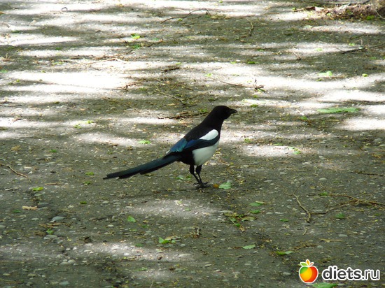 33 ����: ������� �����