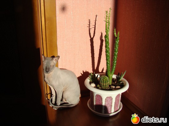 котейко, альбом: Мой обжорка )))