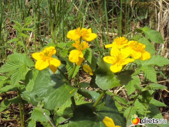 3 ����: ������