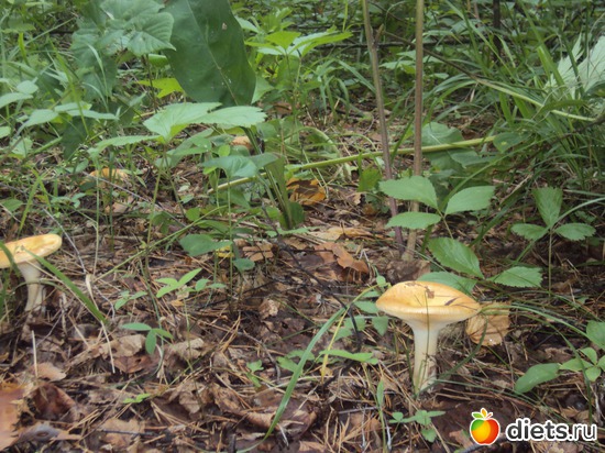 4 ����: ������