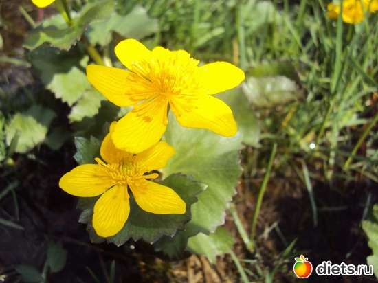 5 ����: ������