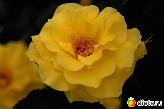 16 фото: Королева сада