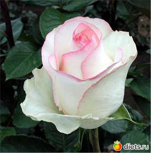 17 фото: Королева сада