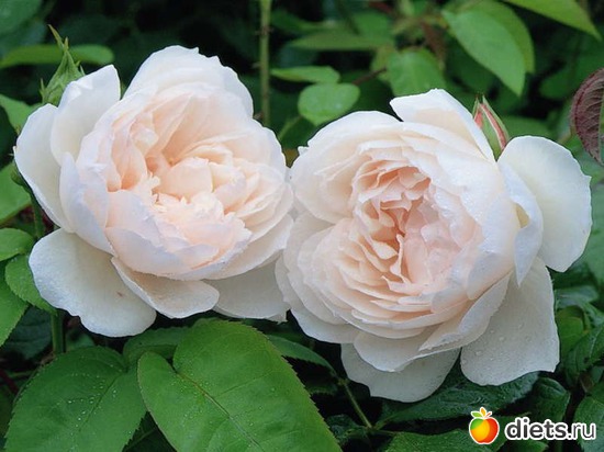 18 фото: Королева сада