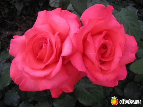 19 фото: Королева сада