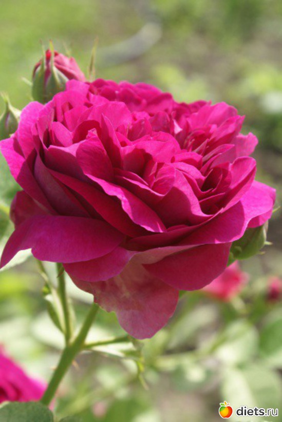 21 фото: Королева сада