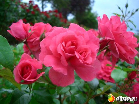 22 фото: Королева сада