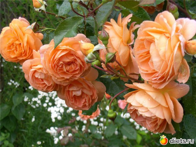 24 фото: Королева сада