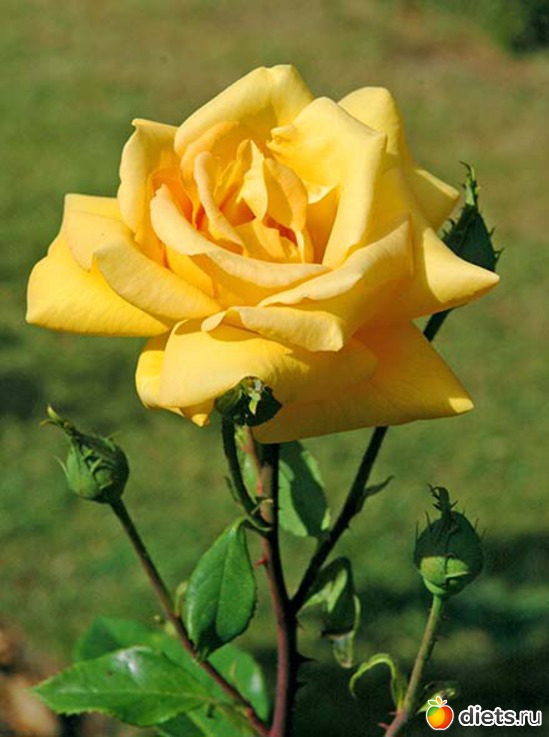 27 фото: Королева сада