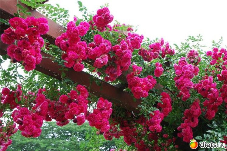 5 фото: Розовый ландшафт