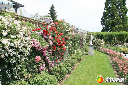 Розовый ландшафт