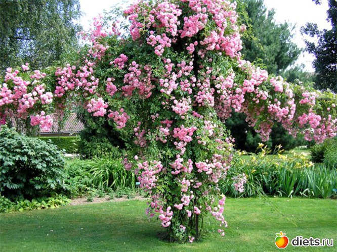 18 фото: Розовый ландшафт