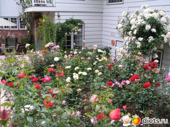 23 фото: Розовый ландшафт