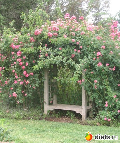 27 фото: Розовый ландшафт