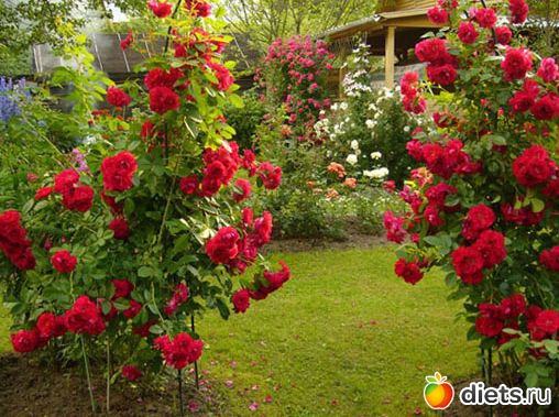 Розовый ландшафт