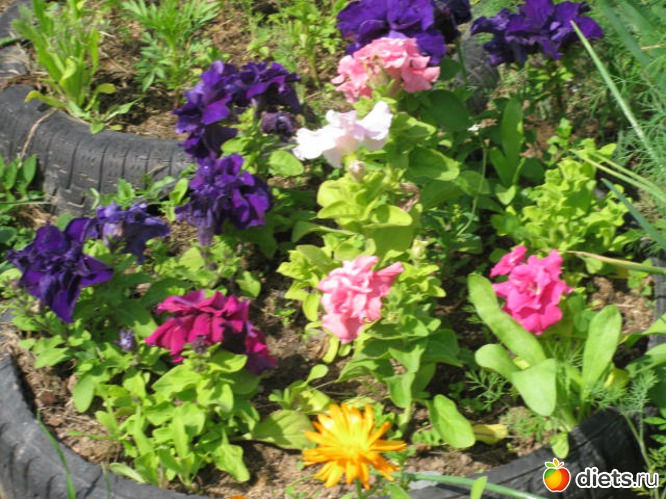 ����� �� ����, ������: ������ �������