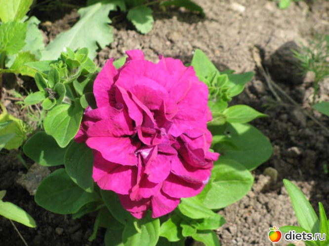 �������, ������: ������ �������