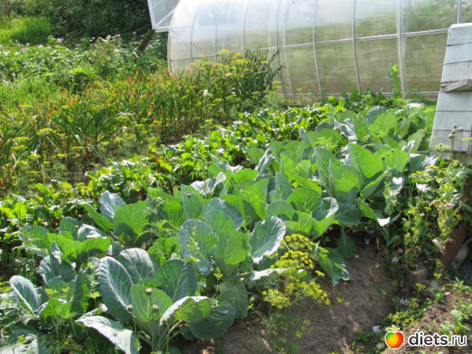 7 ����: ������ �������