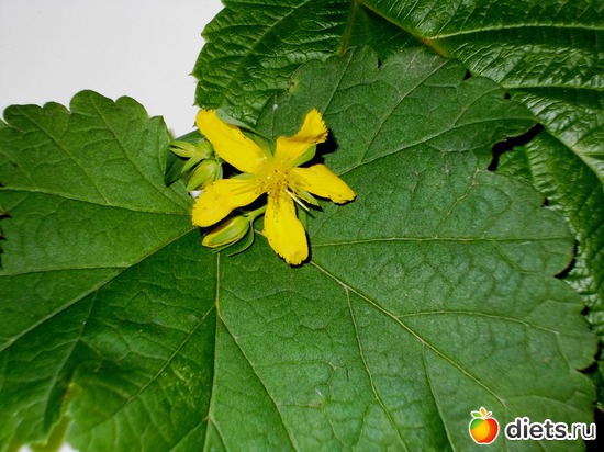 ИНГРЕДИЕНТЫ К ЗАВТРАКУ, альбом: Мои блюда