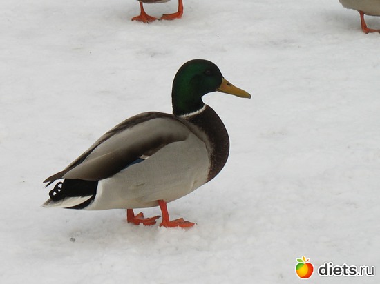 2 ����: �����