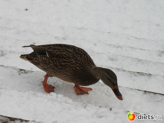 3 ����: �����