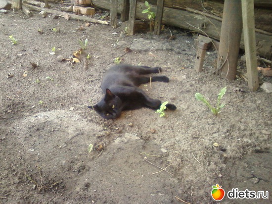 4 ����: ����