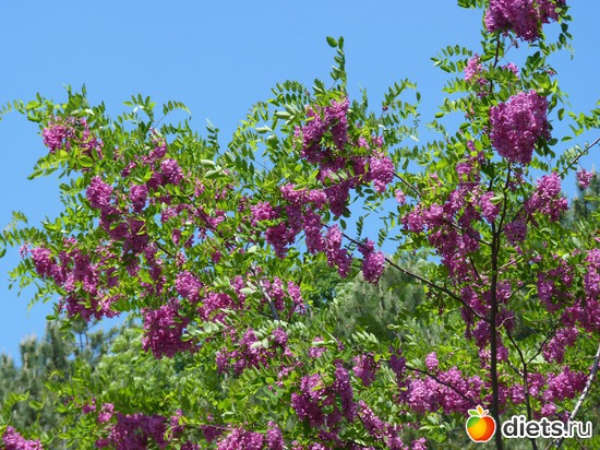 Цветущая Албена-2, альбом: Албена, май 2011