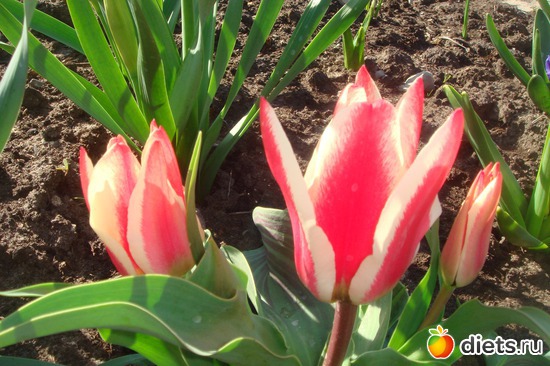 1 ����: � ���� ���������� ����!!!