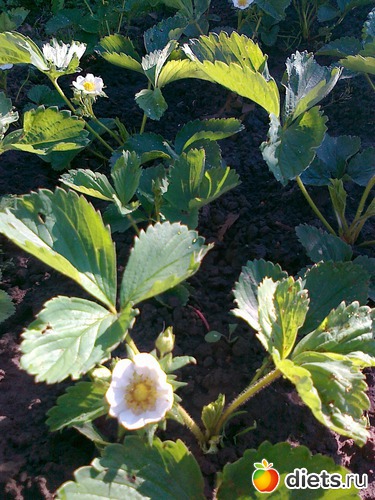 �������� � �����, ������: ���� ����