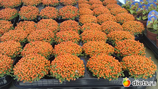 3 ����: raznoe