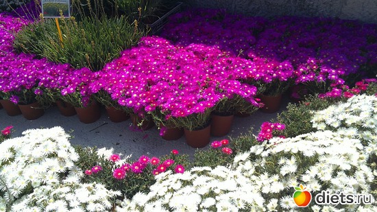 11 ����: raznoe