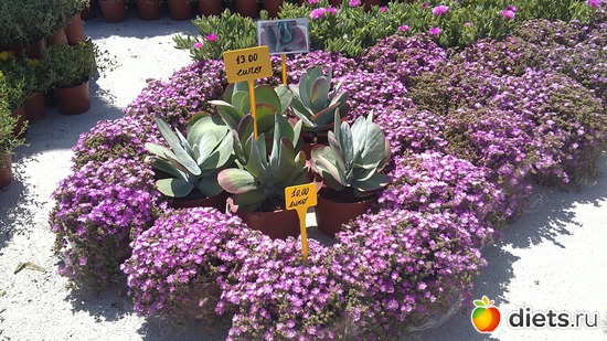 13 ����: raznoe