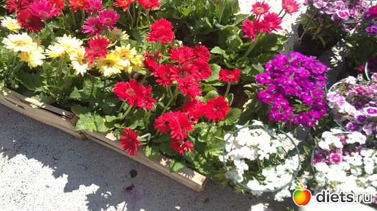 15 ����: raznoe