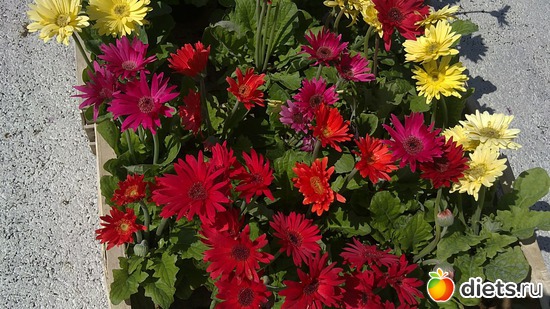 17 ����: raznoe