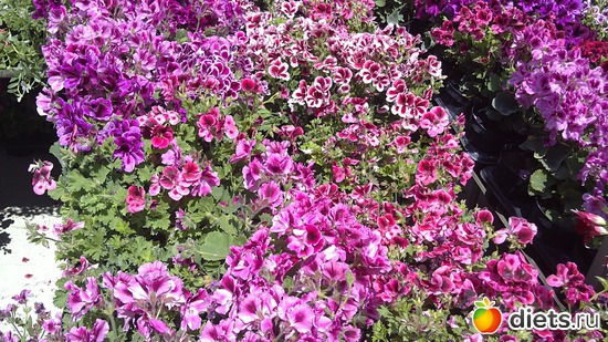 18 ����: raznoe