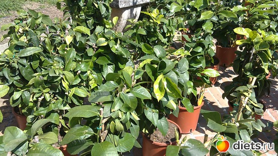 20 ����: raznoe